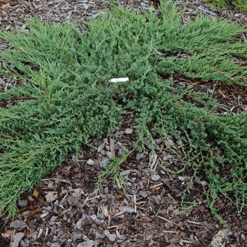 Juniperus horizontalis 'Wiltonii' - Roomav kadakas 'Wiltonii'